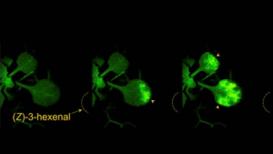 ca2-signals-in-arabidopsis-m.png