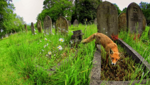 cemetery-wildlife-sanctuary-m.png