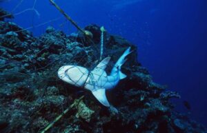 dead-shark-caught-in-a-fishing-net-m.jpg