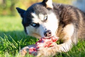 dog-eating-bone-m.jpg