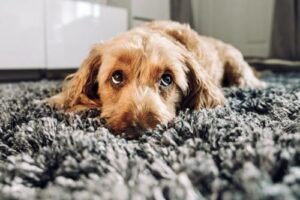 Cane di colore marrone chiaro che fa i suoi migliori occhi da cucciolo.