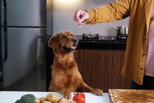 Un cane aiuta il suo proprietario a preparare il cibo in cucina. Un golden retriever si alza sul tavolo con le zampe anteriori. Il proprietario dà al cane un pezzo di carne, il cane guarda la carne. Cane divertente in cucina.