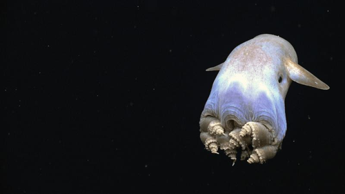 dumbo-octopus-m.png