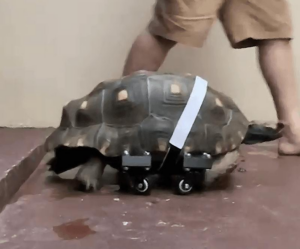 filo-tortoise-3d-printed-prostheses-m.png