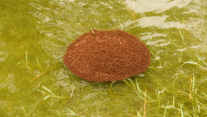 fire-ant-rafts-m.png