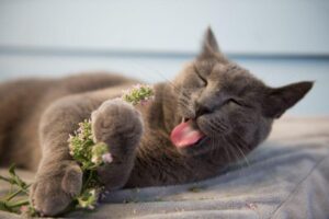 gray-cat-lying-down-licking-some-catnip-m.jpg