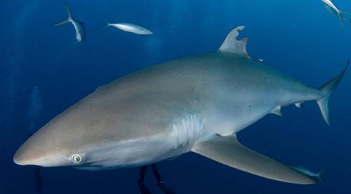 injury-to-silky-shark-m-1.jpg