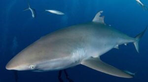 injury-to-silky-shark-m.jpg