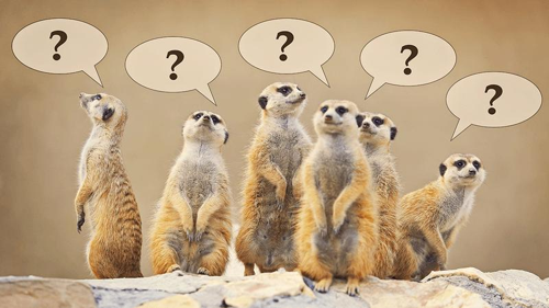 meerkats-with-question-marks-m-1.png