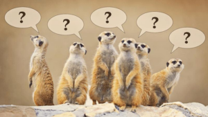 meerkats-with-question-marks-m.png