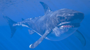 megalodon-body-shape-m-1.png