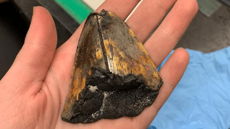 megalodon-tooth-seabed-m-1.png