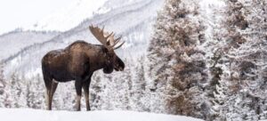 Un grande alce si erge di profilo nella neve. L'animale di grandi dimensioni ha due grandi corna e guarda verso il lato destro dell'immagine. Sullo sfondo ci sono alberi coperti di neve e un pendio di montagna coperto di neve contro un cielo bianco.