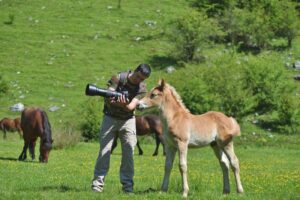 person-showing-a-camera-with-a-long-lens-to-a-brown-and-white-foal-in-a-green-field-two-other-horses-in-the-background-m.jpg