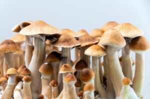 Psilocybe cubensis