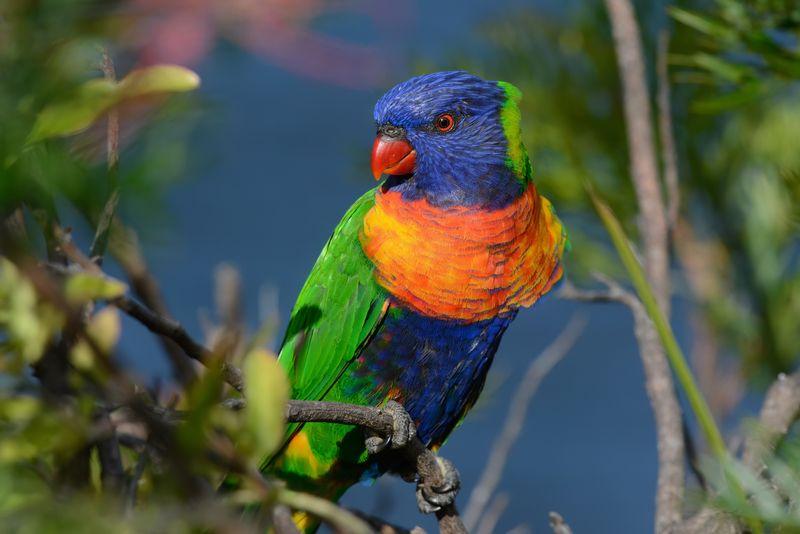 rainbow-lorikeet-m-1.jpg