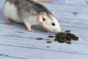 grey and white rat sniffing at some sunflower seeds