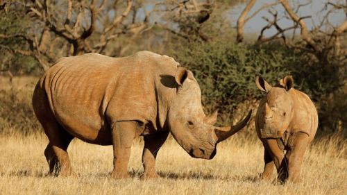 Prima gravidanza di rinoceronte in vitro: un passo avanti per la conservazione delle specie in via di estinzione