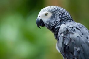 swearing-african-grey-m.jpg