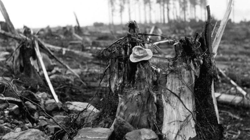 un albero strappato dalla onda del tsunami