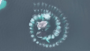 Two whales in the middle of a spiral of bubbles and iceberg is just visible in the top left corner.