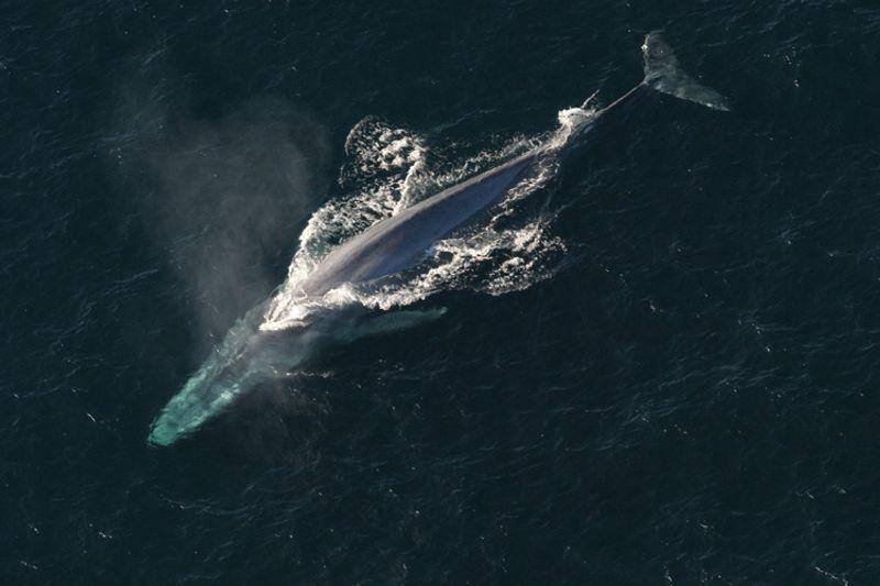 Una balena blu, il più grande animale mai esistito sulla terra, emerge in superficie per respirare in un'immagine NOAA.