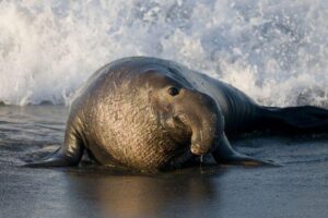 bull-elephant-seal-m.jpg