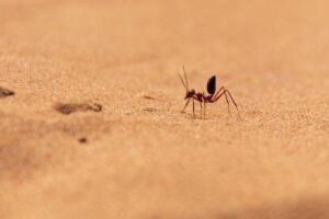 desert-ant-m.jpg