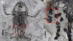 fossilized-frog-with-eggs-m.png