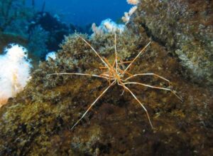 giant-antarctic-sea-spider-m.jpg