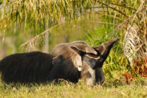 giant-anteater-and-pup-m.jpg