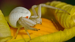 goldenrod-crab-spider-m.png