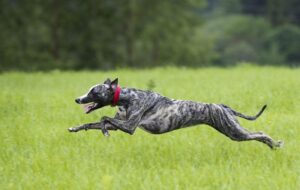 greyhound-m.jpg