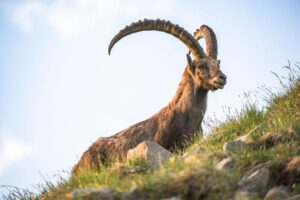 ibex-m.jpg