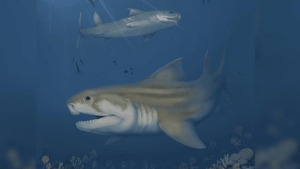 illustration-of-glikmanius-careforum-and-troglocladodus-trimblei-m.png