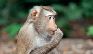 macaque-m.png