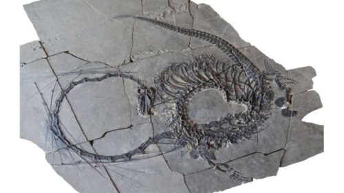 I paleontologi scoprono un “drago cinese” di 240 milioni di anni