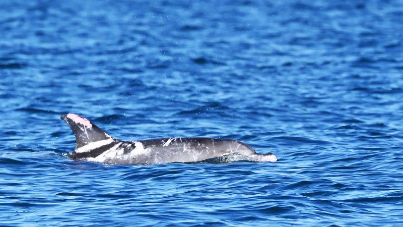 photograph-of-speckles-the-piebald-dolphin-swimming-in-the-water-m-1.jpg