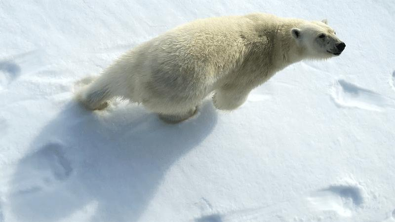 polar-bear-m-1.png