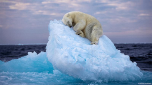 orso polare ghiaccio marino