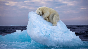 polar-bear-sea-ice-m.png