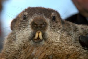 Primo piano della marmotta Punxsutawney Phil.