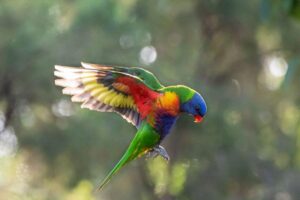 Piccolo pappagallo dai colori vivaci con ali verdi, blu e gialle. Becco rosso brillante con ali spiegate.