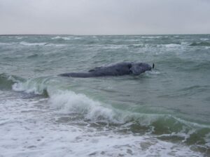 right-whale-tangled-in-rope-m.jpeg