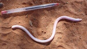 somali-sharp-snouted-worm-lizard-m.jpg