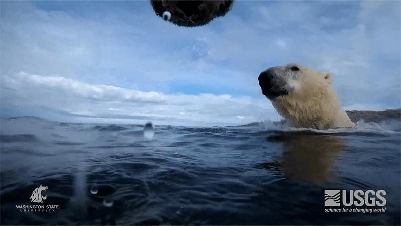 swimming-polar-bears-m-1.png