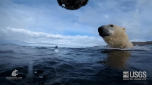 swimming-polar-bears-m.png