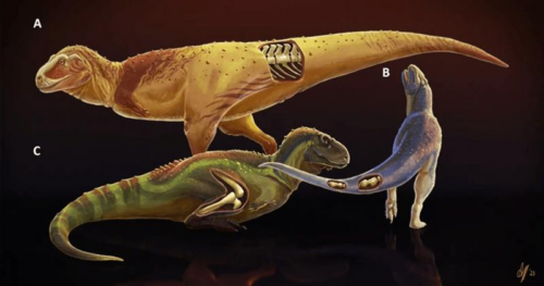 Malattie ossee nei teropodi: nuove scoperte sui dinosauri predatori