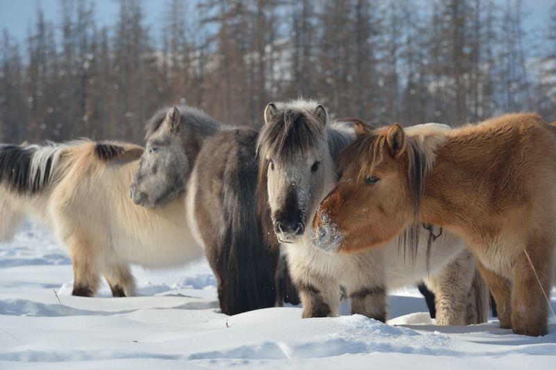 Quattro cavalli yakutiani in piedi nella neve in Siberia