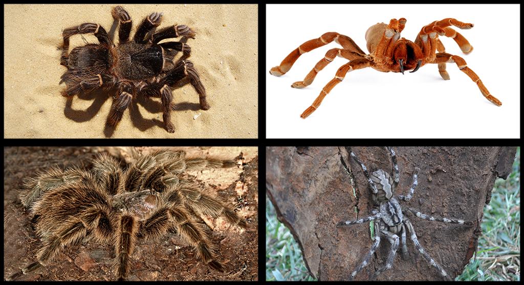 Tarantola rosa salmone brasiliana adulta femmina, Tarantola Re Babuino, ragno Grammostola anthracina che cammina per terra, tarantola delle dimensioni del viso su una roccia.